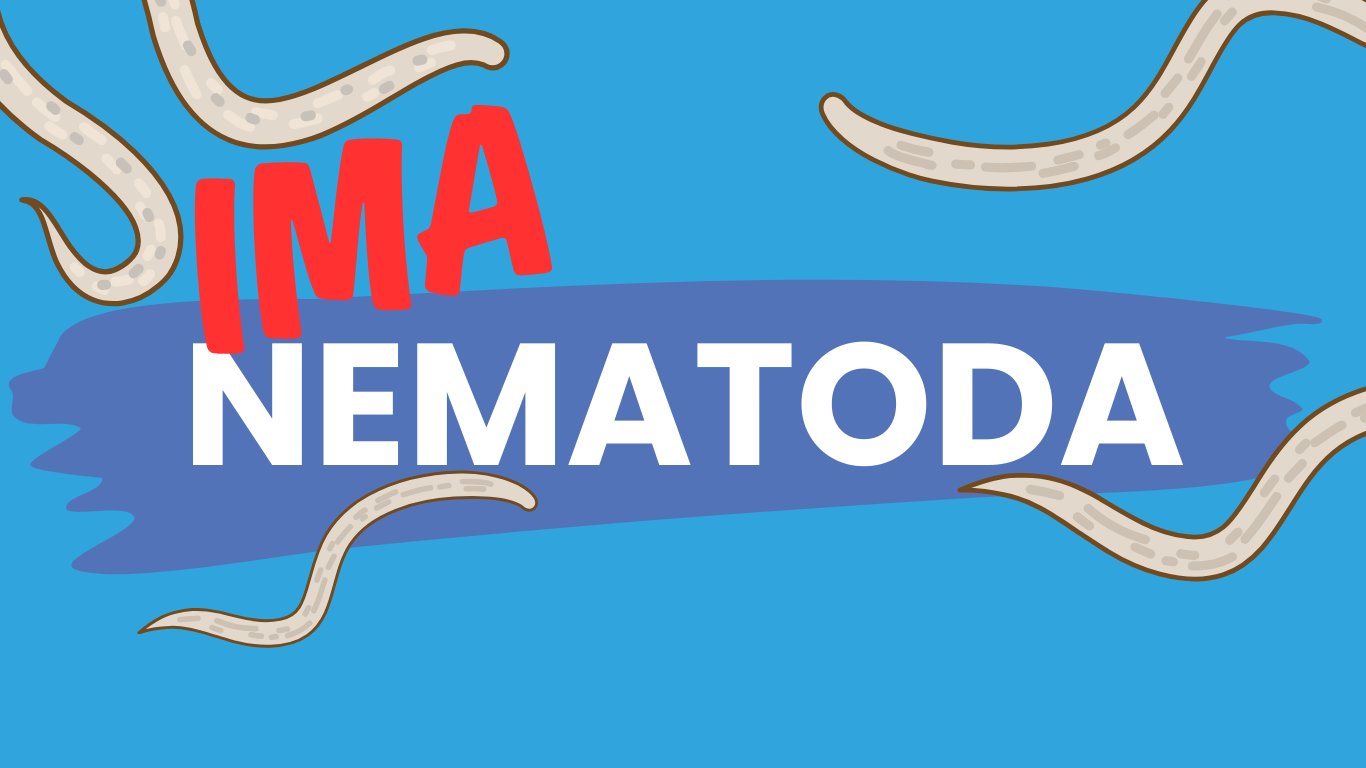 Read more about the article Nematodes in the water of Novi Sad again – urgent action and responsibility, not performance