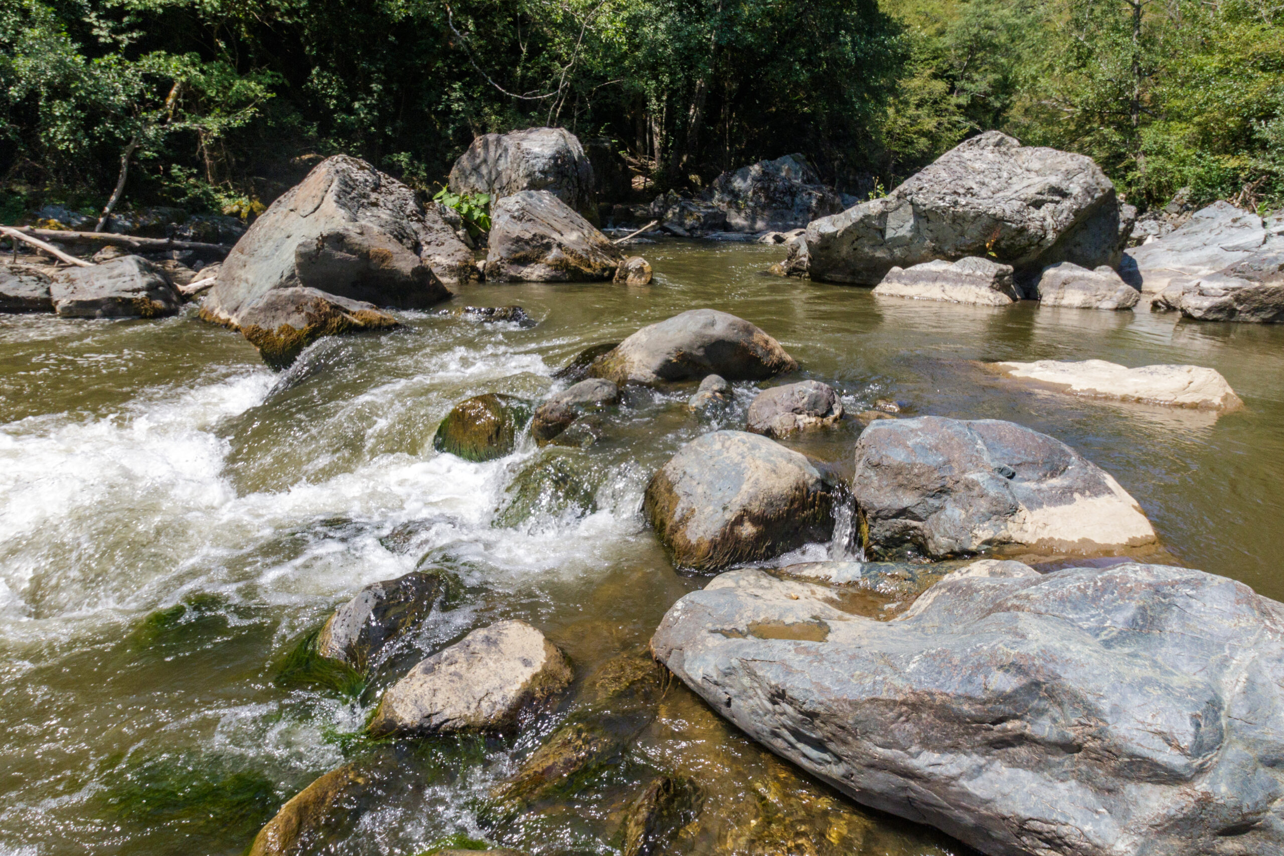 Read more about the article Studenica – dom zaštićenih vrsta