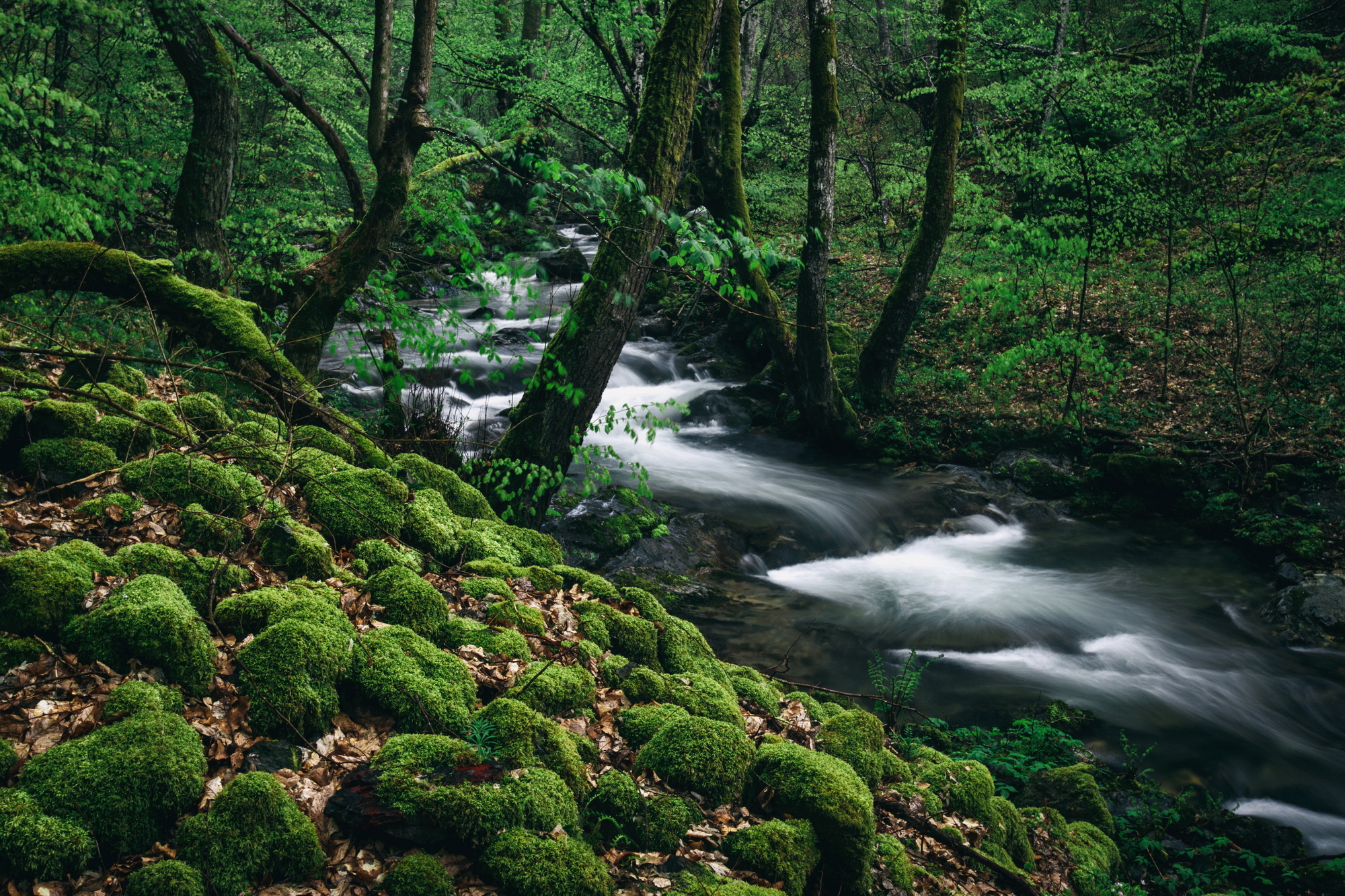 Read more about the article Još jedna pobeda boraca za reke