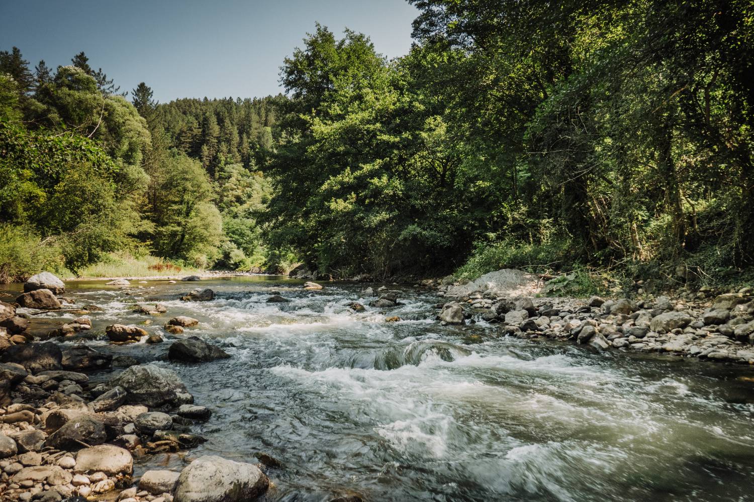 Read more about the article Dr Čanak Atlagić: Studenica je reka autohtonih i zaštićenih vrsta, hitno zaštititi ceo njen tok