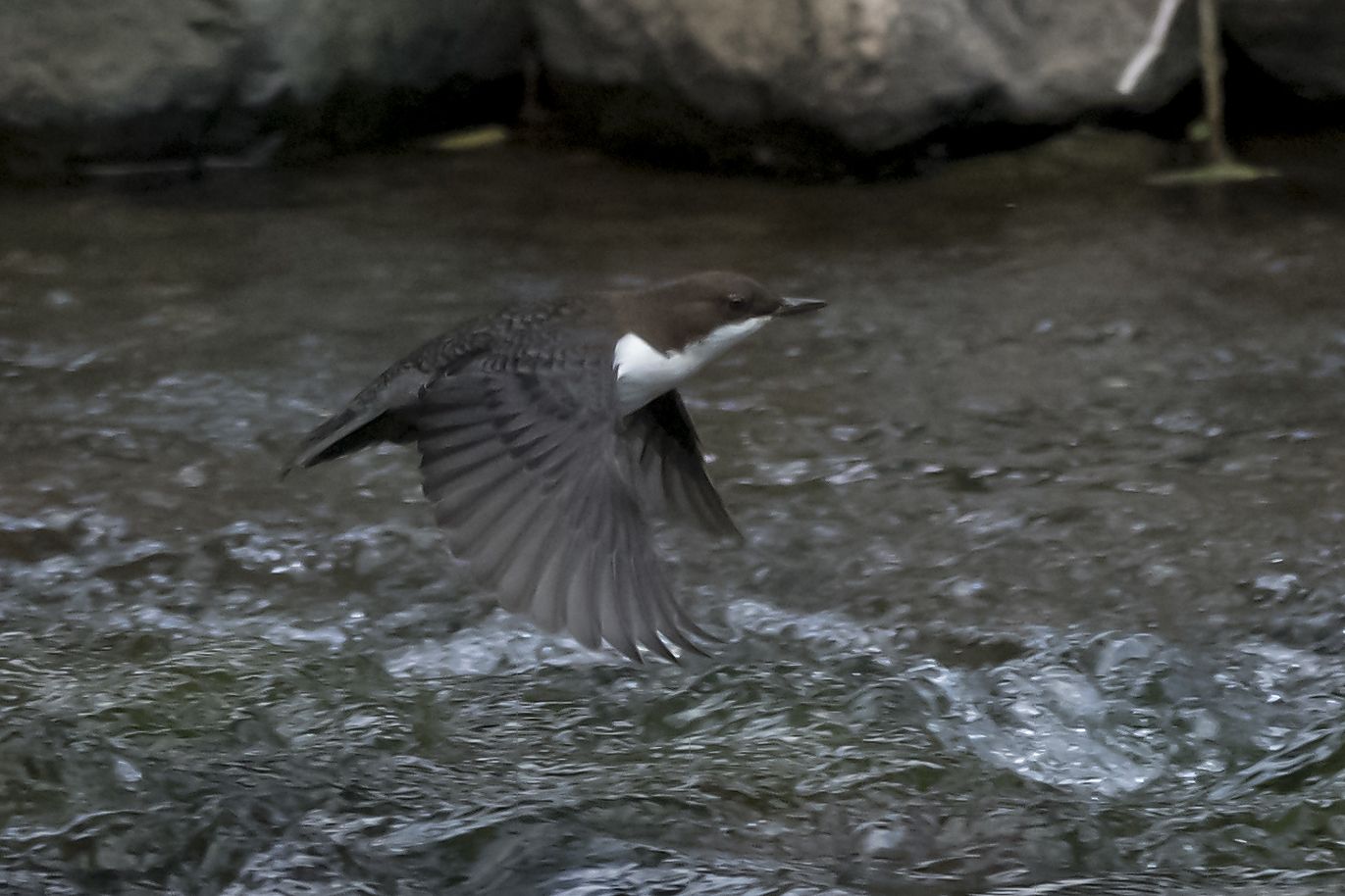 Read more about the article Defending the Studenica River – the Last Major Stronghold of the White-throated Dipper in Central Serbia!